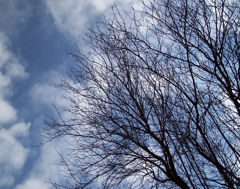 Albero