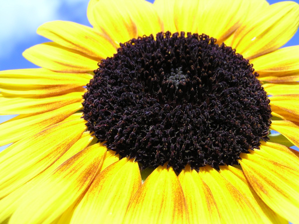 un girasole