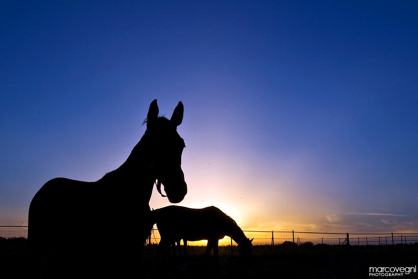 Silhouette