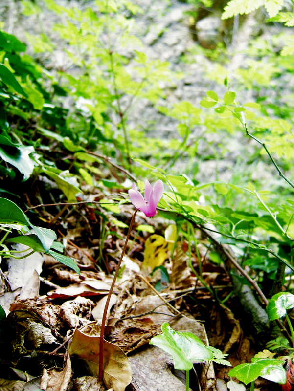 Ciclamino selvatico sulla rupe