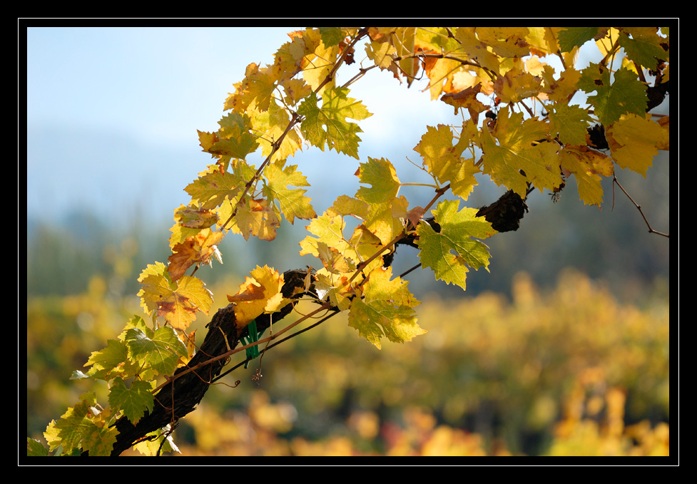 i colori dell'autunno 1