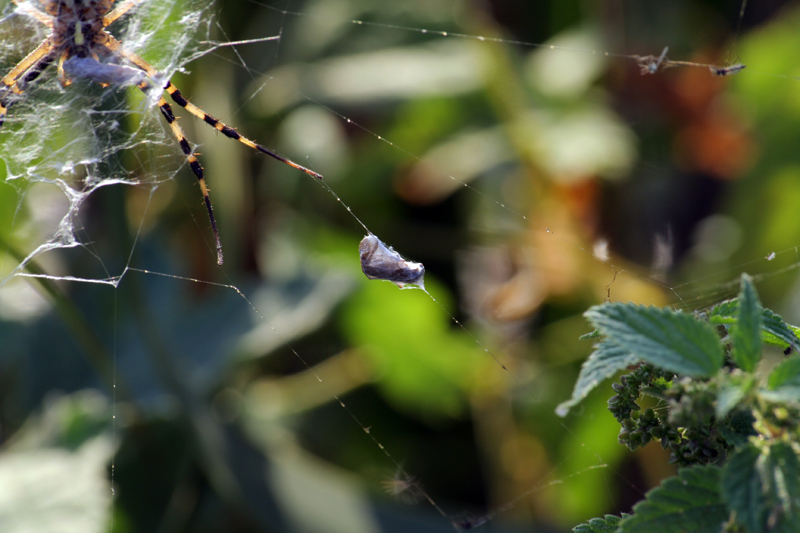 Argiope fasiata