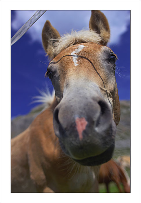 Cavallo