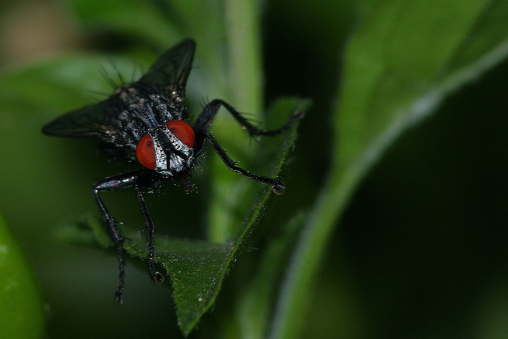 Una mosca