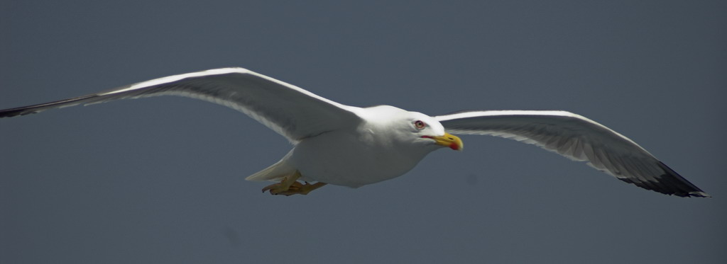 volo a planare