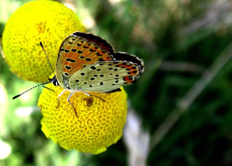 farfalla