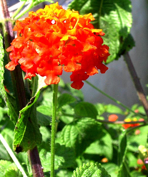 fiorellini
