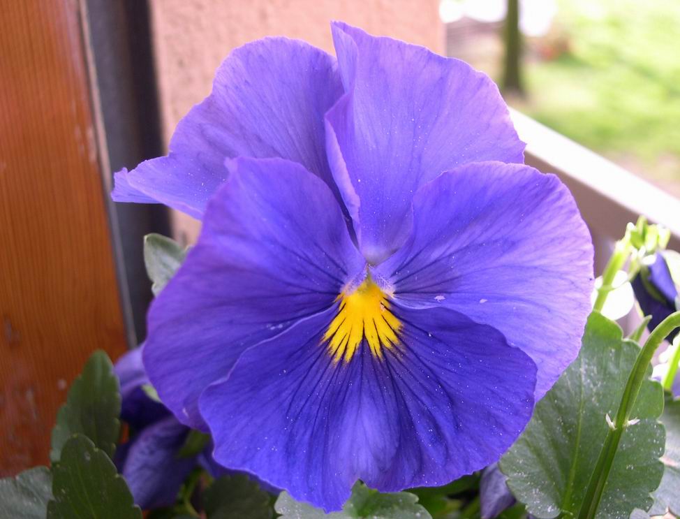 Fiore 1