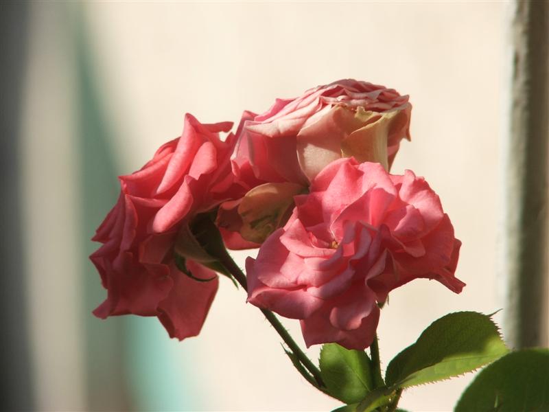 macro