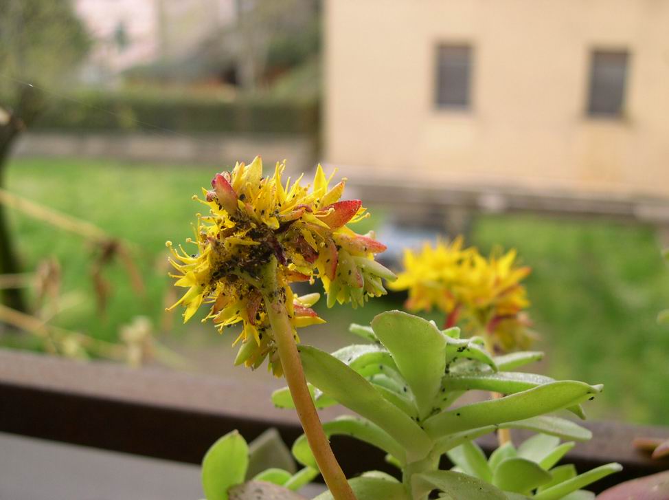 Pidocchi