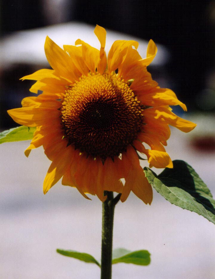 GIRASOLE