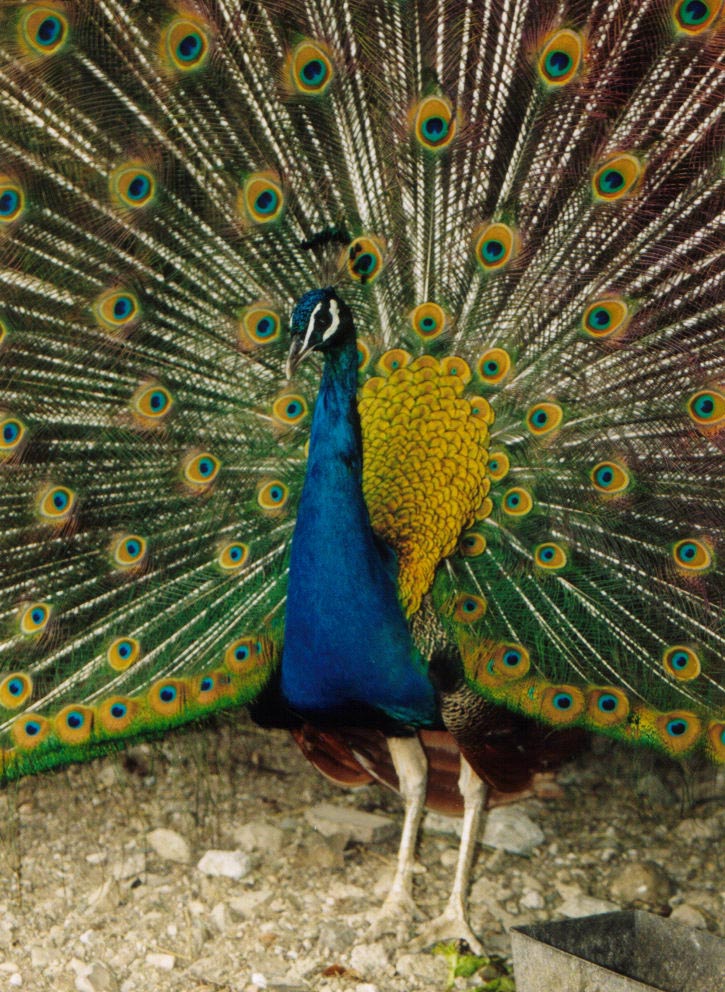 PAVONE