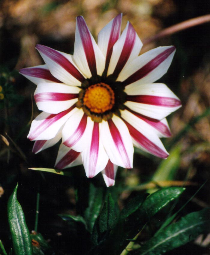 FIORE