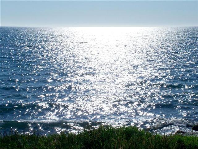 mare