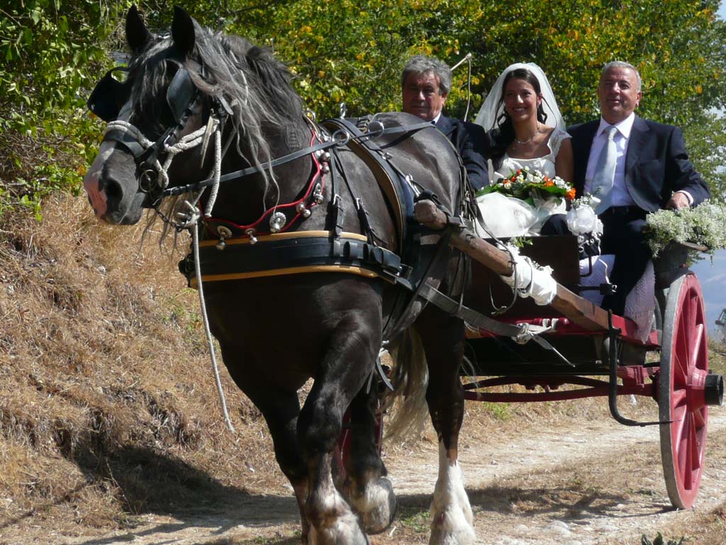 single al trotto