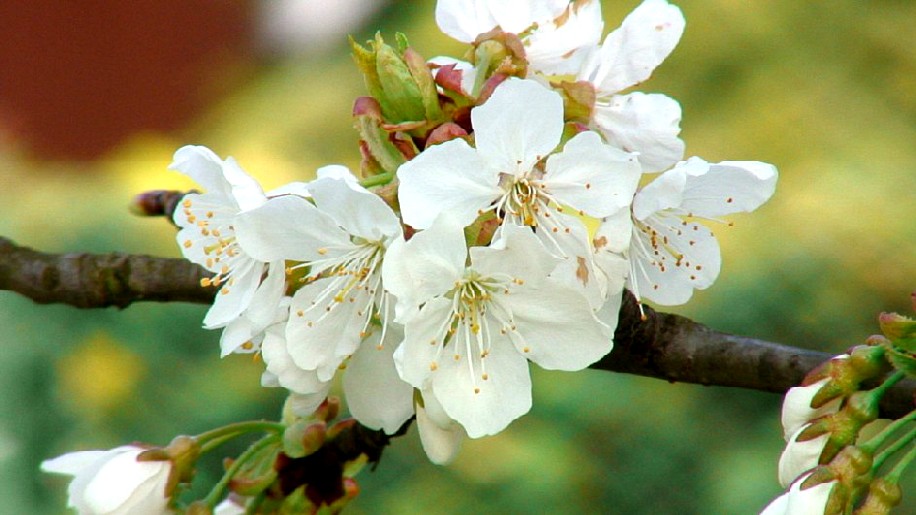 Primavera
