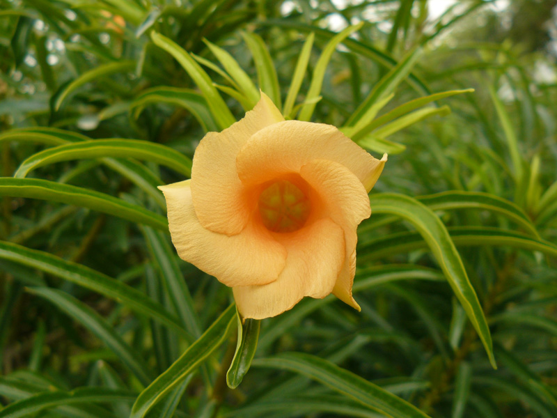 fiore