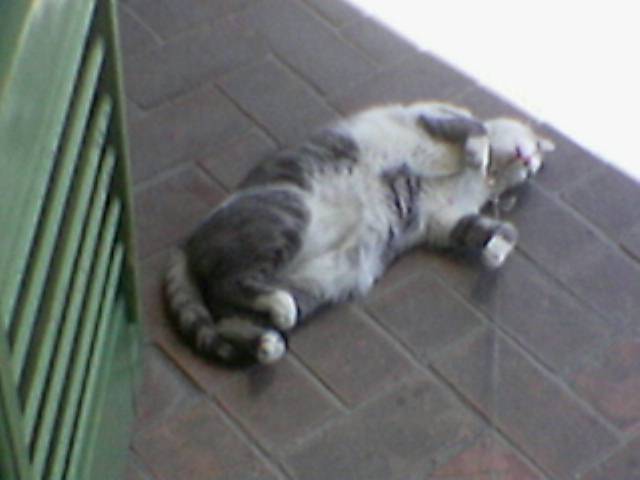 Mio Gatto Pierino