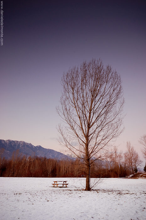 Alberi al tramonto