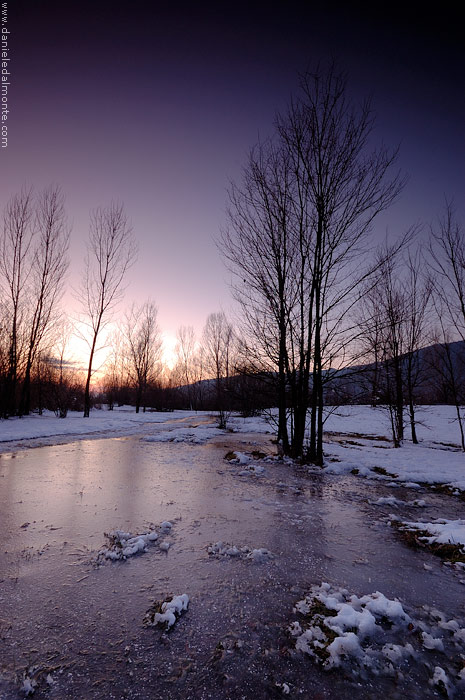 Alberi al tramonto #2