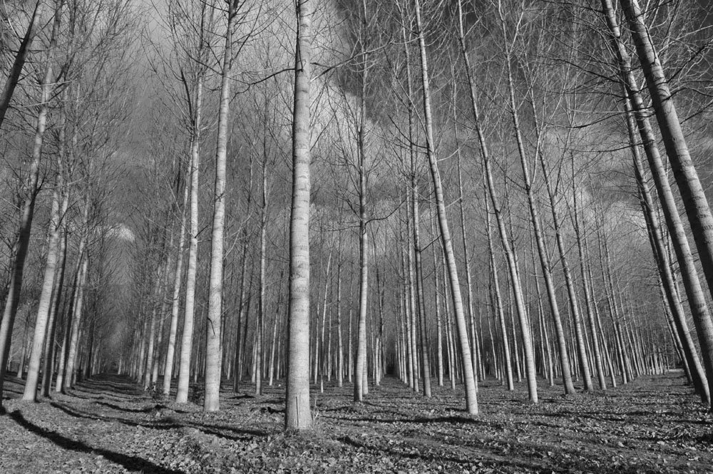 In fondo al bosco...