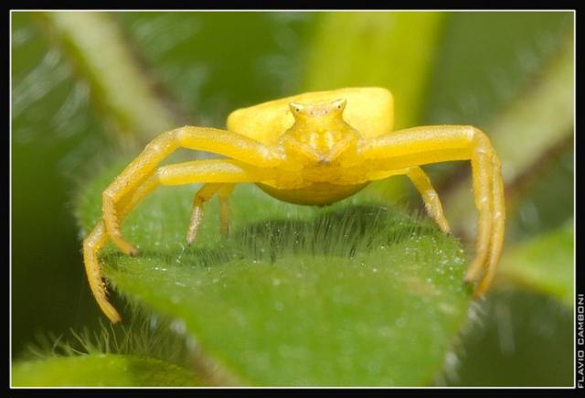Ragno giallo