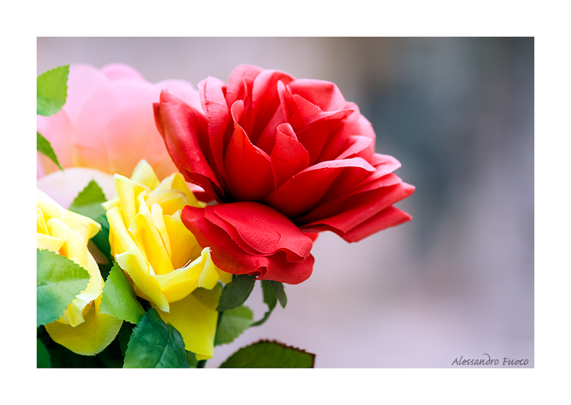 Roses are red?