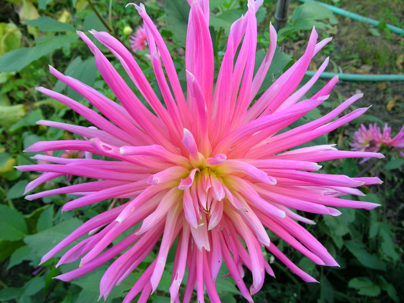 Dalia