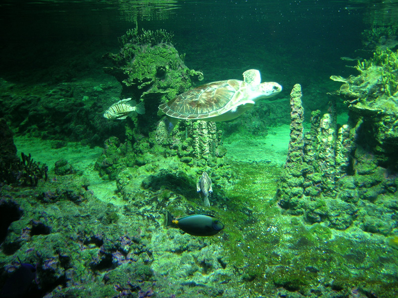 Acquario di Genova