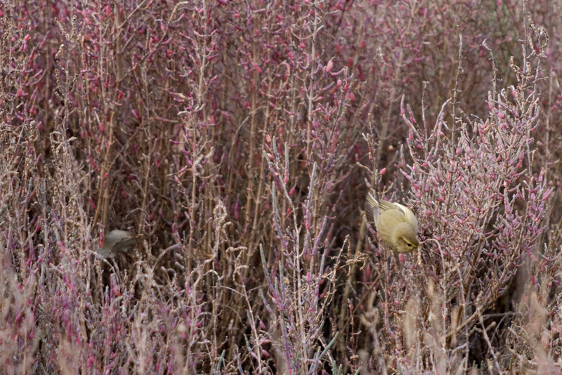 Bird