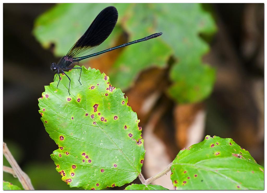 Libellula Nera