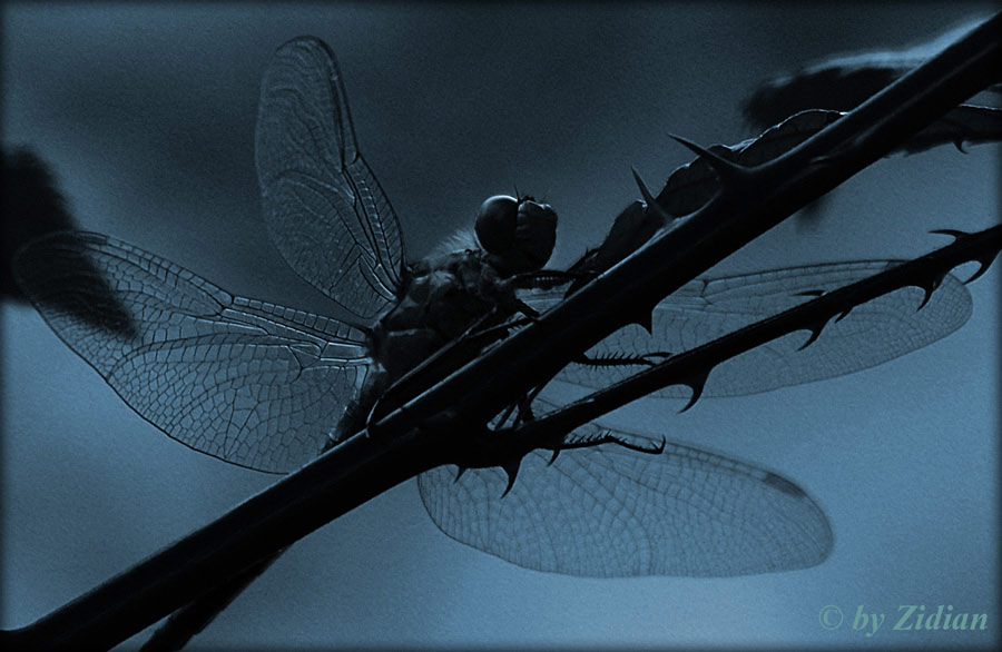 Libellula