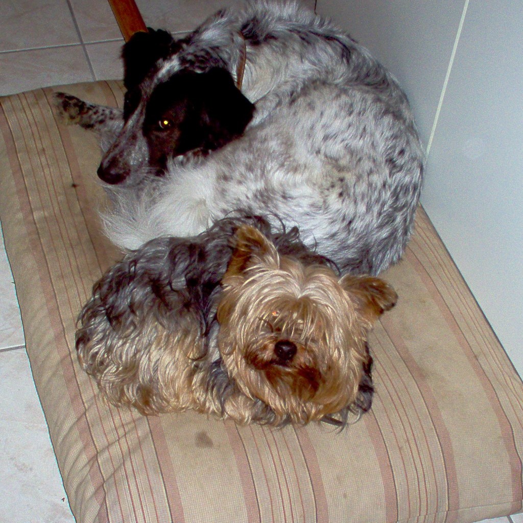 I piccolini