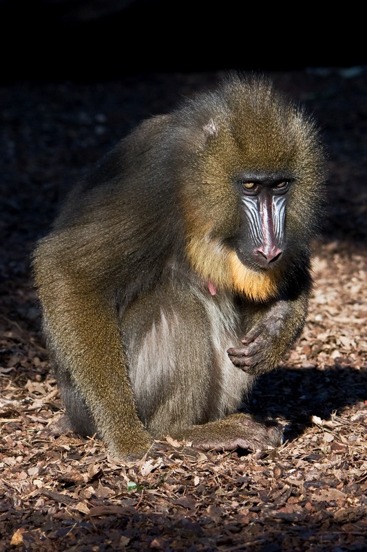 Allo zoo