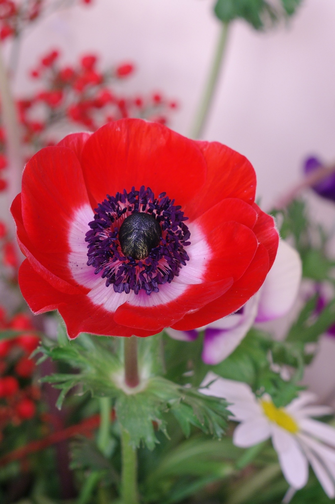 Red Flower 1