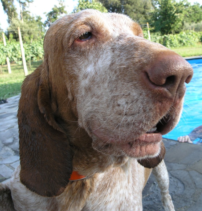 Macario