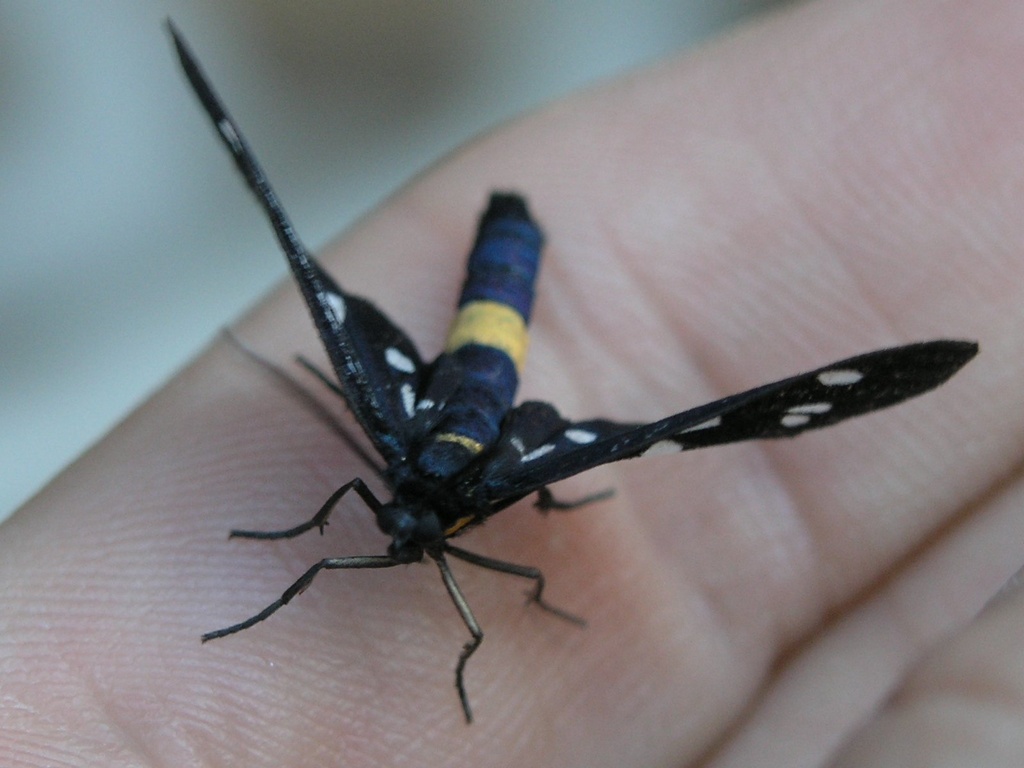 Docile farfalla