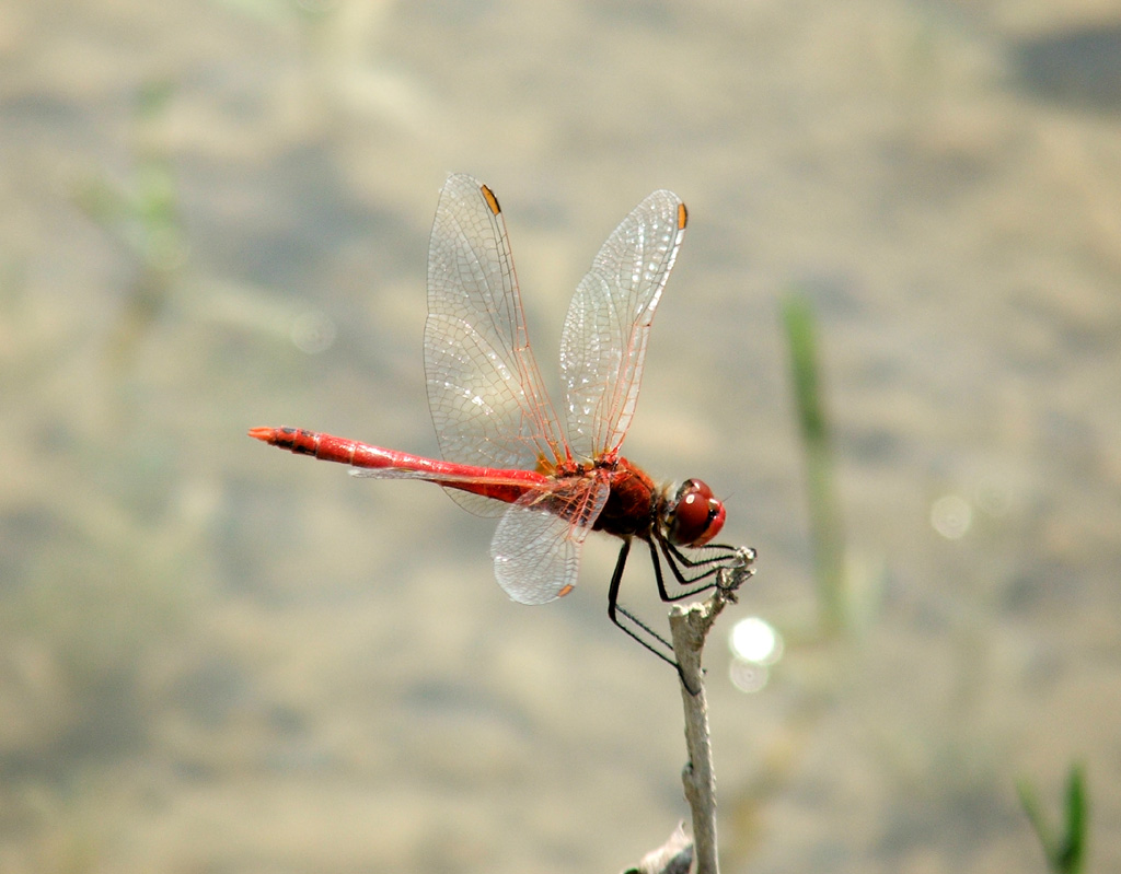 Libellula