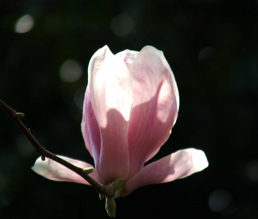 Magnolia