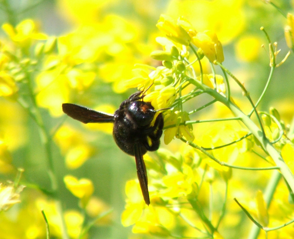 Nero su Giallo