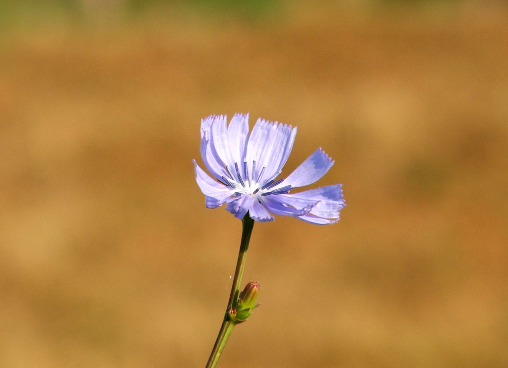 Fiore Azzurro