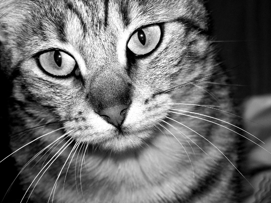 Gatto