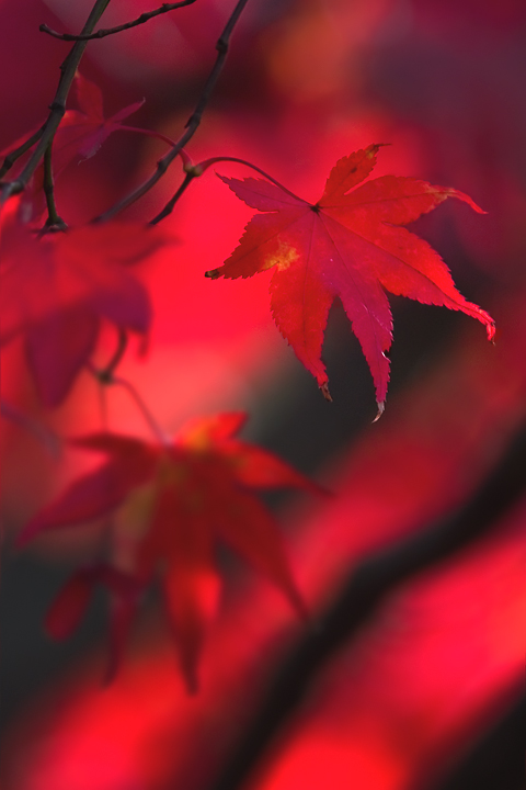 rosso