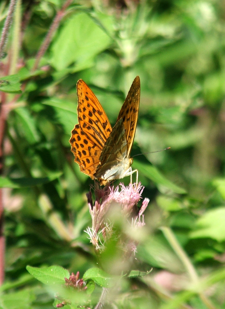 Farfalla