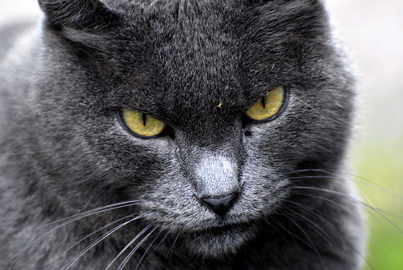 Gatto