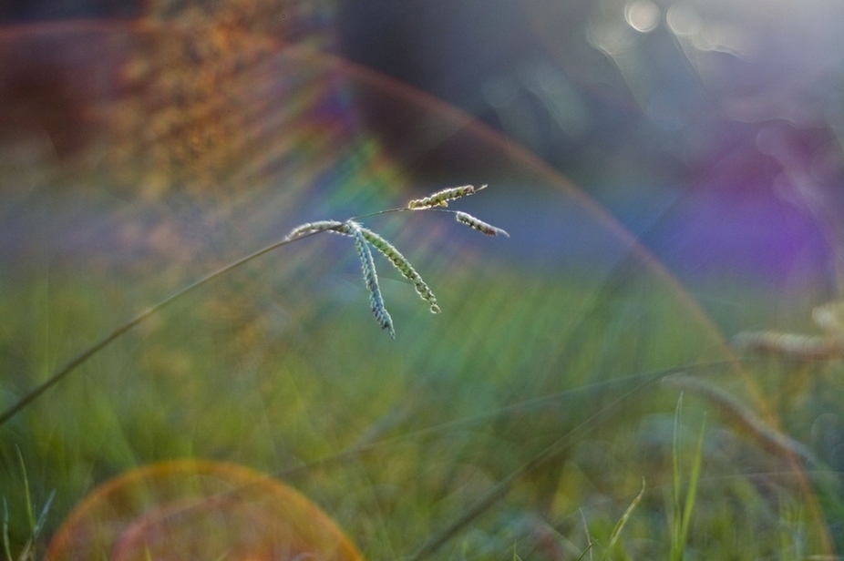 Luce