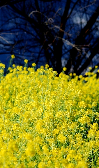 Giallo e blu