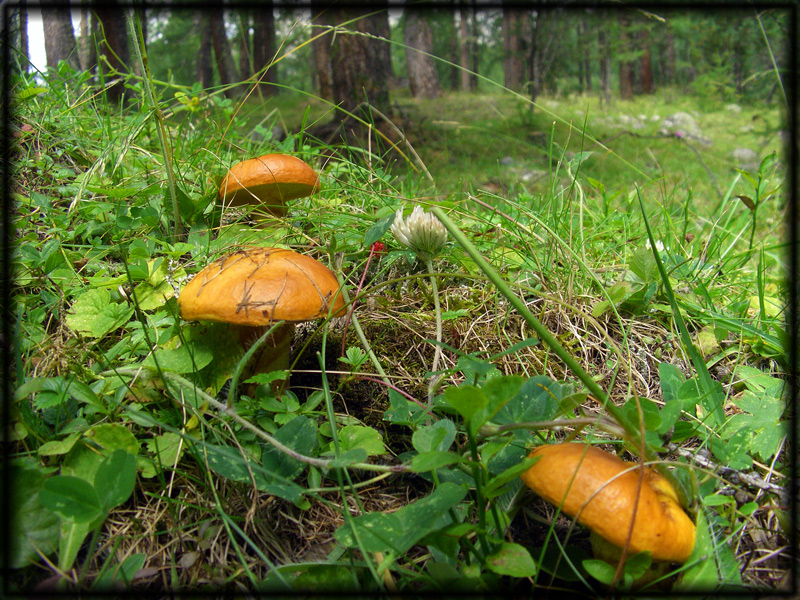 tre funghi