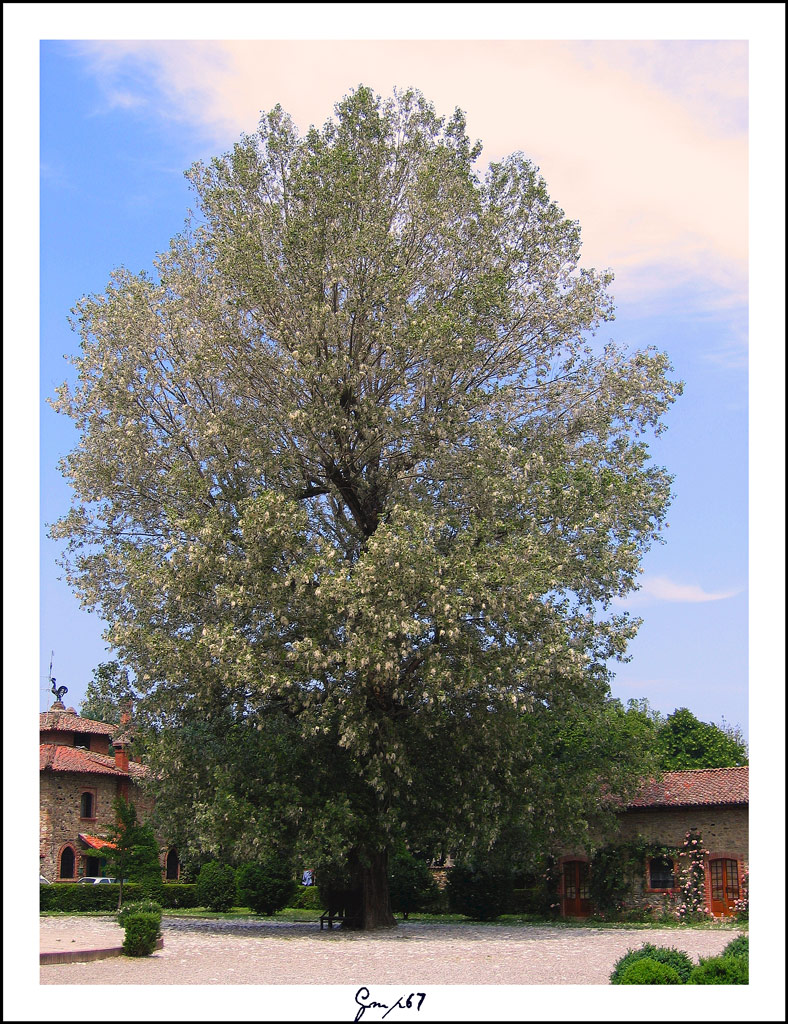 Piantina....