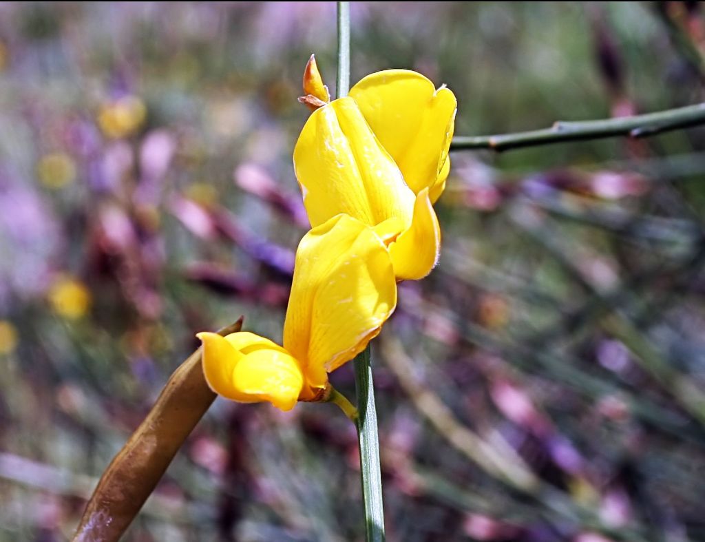 fiore giallo